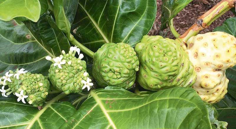 Rubiaceae coffee tut agajy tree