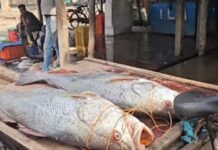 Hindistanly balykçylar seýrek duşýan balyk tutup, 3800 dollar gazandylar