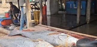 Hindistanly balykçylar seýrek duşýan balyk tutup, 3800 dollar gazandylar