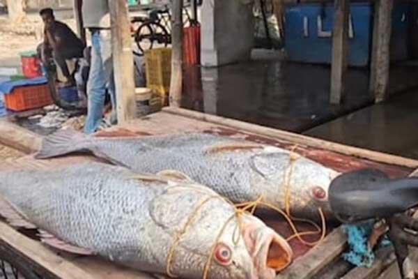 Telia-Bhola-fish-india