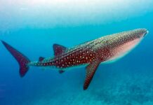 1200 kilometr geçdi