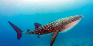 1200 kilometr geçdi