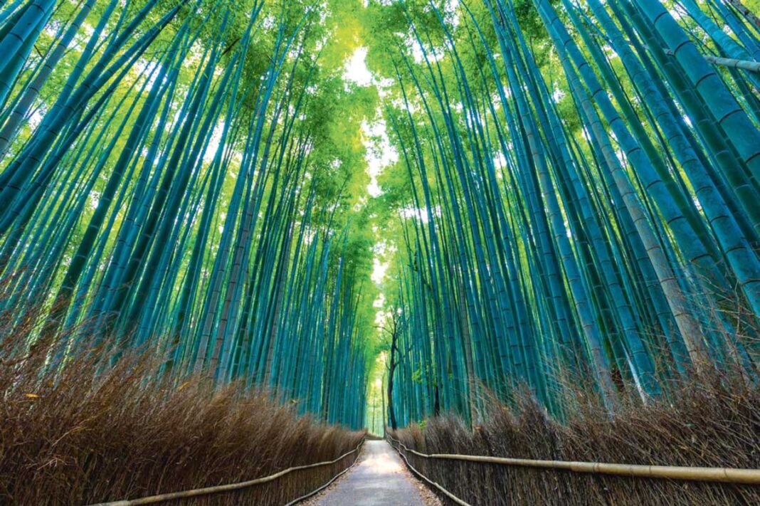 arashiyama-bamboo-forest-japan-yapon-tokay