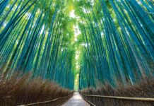 Ýaponiýanyň bambuk tokaýy