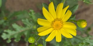 21-nji mart – gije bilen gündiziň deňleşýän güni