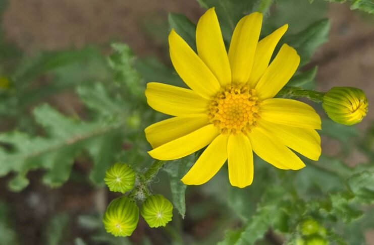 21-nji mart – gije bilen gündiziň deňleşýän güni