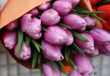 Gyrgyzystan gül eksportyny artdyrýar