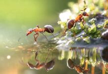 Garynjalar bir-biri bilen nädip habarlaşýarlar?!