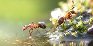 Garynjalar bir-biri bilen nädip habarlaşýarlar?!