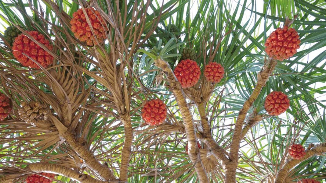 hala-miwesi-pine-tree-fruit-min