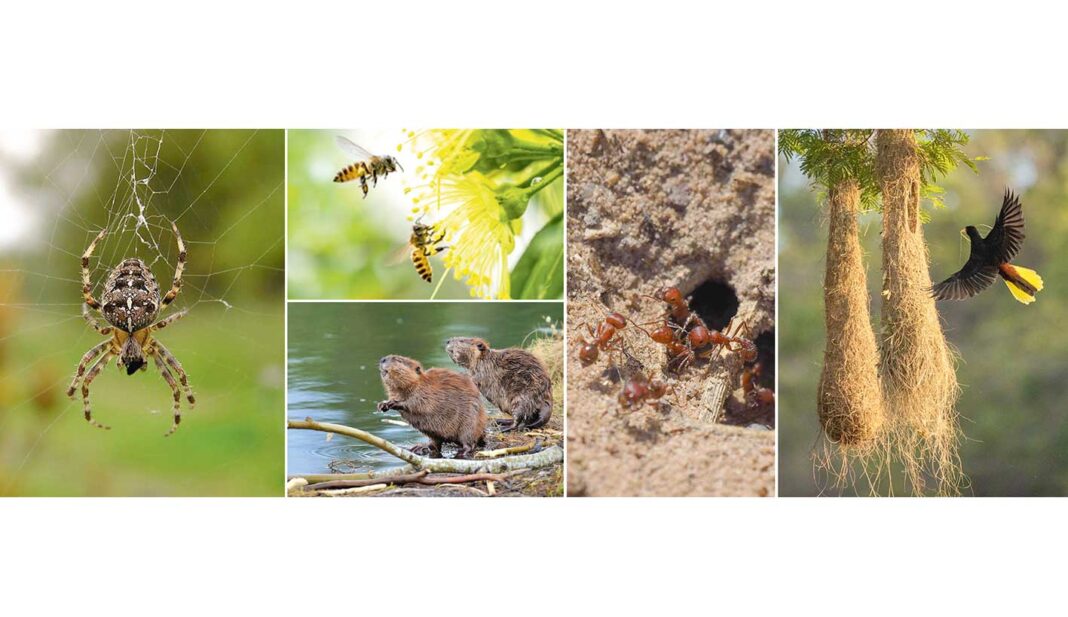 natural-constructers-tebigat-jandarlar-Ussalar