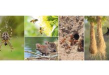 Tebigatyň iň gowy «ussalary»