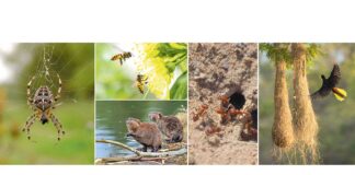 Tebigatyň iň gowy «ussalary»