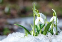 Galantus – baharyň buşlukçysy