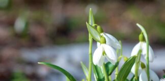 Galantus – baharyň buşlukçysy