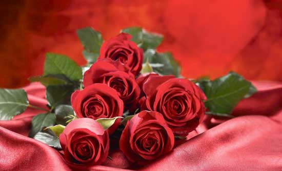 rose-bagul-gul-flower