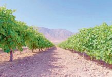 Miweli baglar – azyk bolçulygynyň kepili