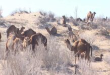В хозяйстве «Сакарчага» зафиксированы рекордные показатели приплода верблюжат