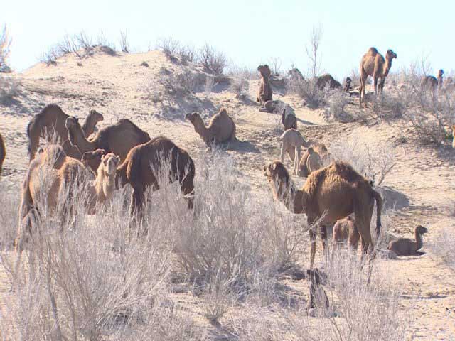 duye-camel-deve-сакарчаге