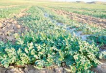 EKINLERI ZYÝANKEŞLERDEN GORAMAK – WAJYP WEZIPE