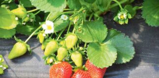 Çigidi daşynda ýerleşýän miwe