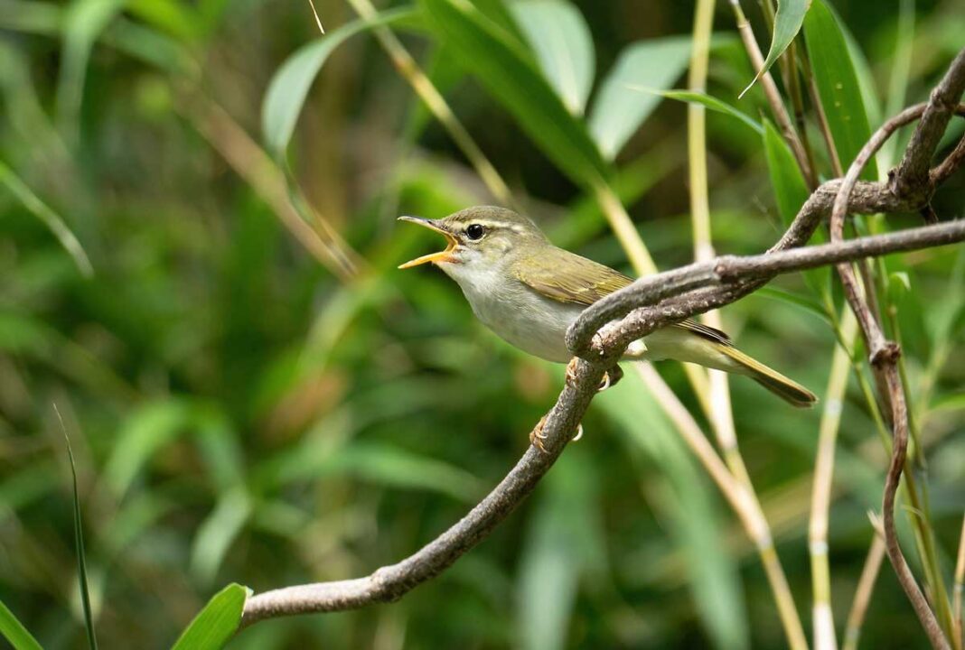 new-bird-discovered-in-japan-tokara-NIGHTINGALE