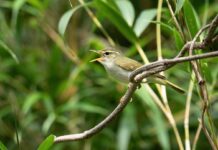 Ýaponiýada täze guş görnüşi tapyldy