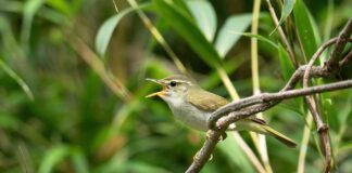 Ýaponiýada täze guş görnüşi tapyldy