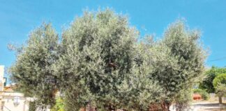 Miwe berýän iň garry agaç