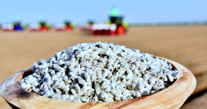 pagta ekish cotton seeding turkmenistan