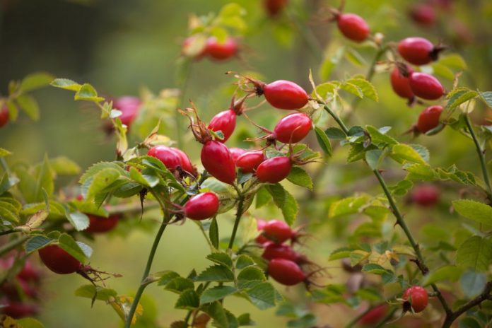 rosa itburun yabany bagul shipownik