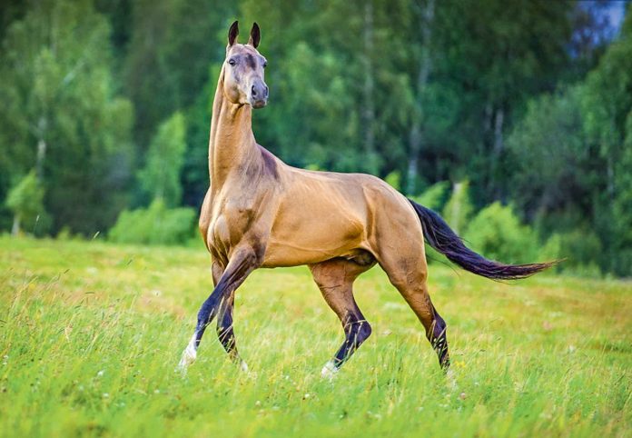 turkmen-akhal-teke-horse