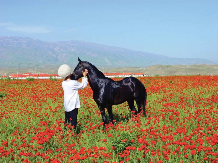 turkmen-horse-akhal-teke-flower-field