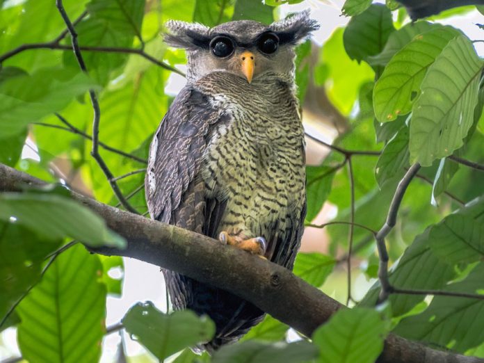 barred-owl-900