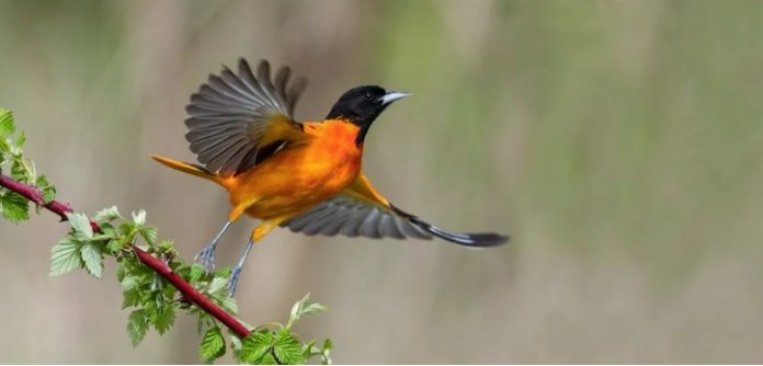 birds Безымянный