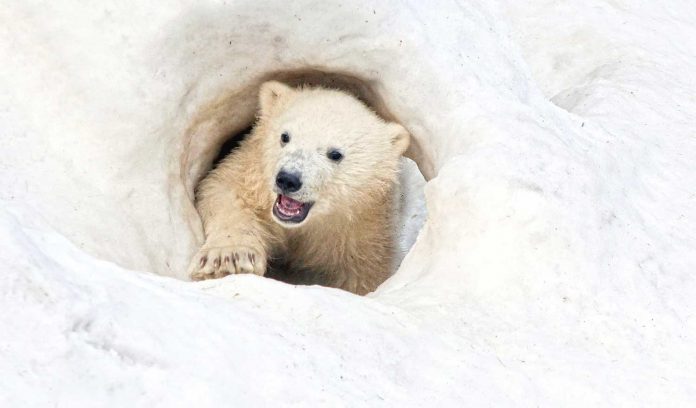 ak-ayy-polar-bear-cute