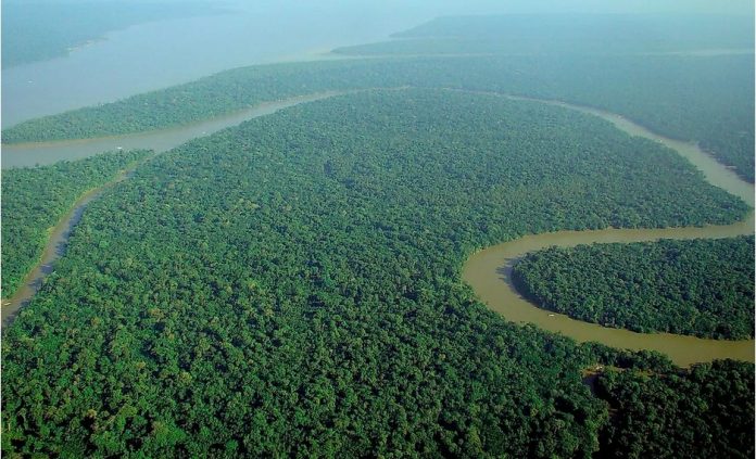 amazon river forest rainforest