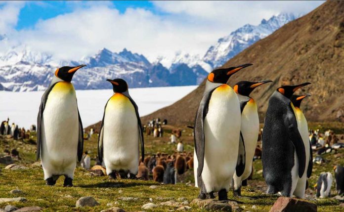 antarctica-penguens-south-pole