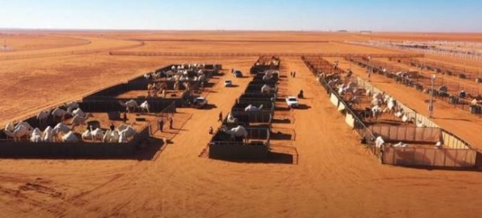 camel hotel five star