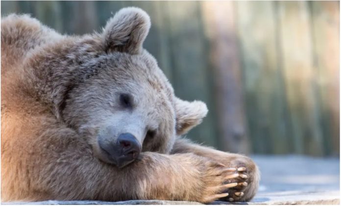 hibernate animal bear