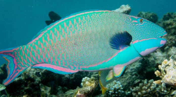 parrot-fish-toty-balygy