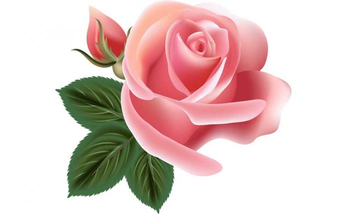 rose-gul-bagul-pink