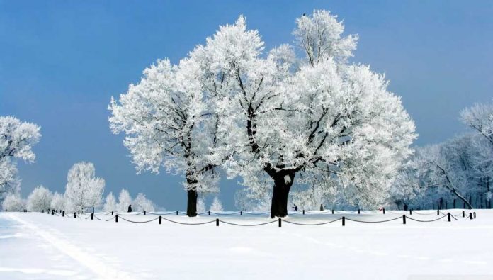 tree-winter-snow-cold