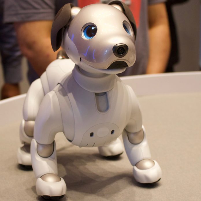 aibo