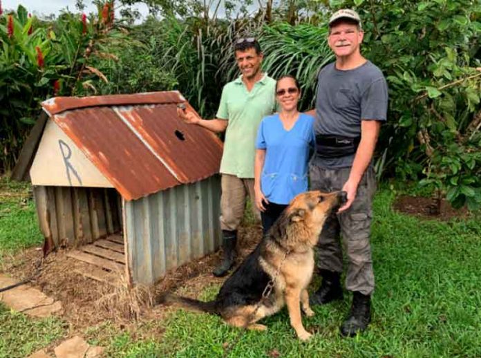 it-ketegi-auksion-dog-home-meteorit