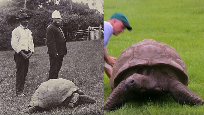 jonathan pyshbaga turtle