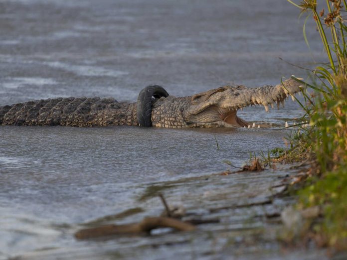 Indonesia Crocodile