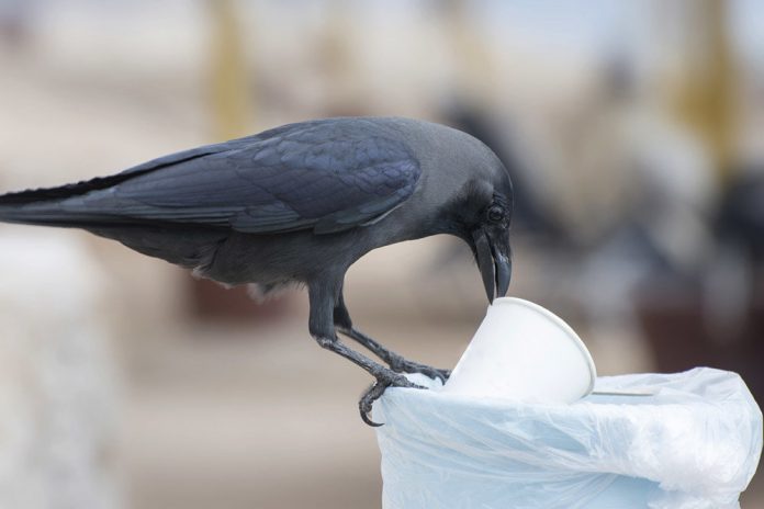 smart cow bird