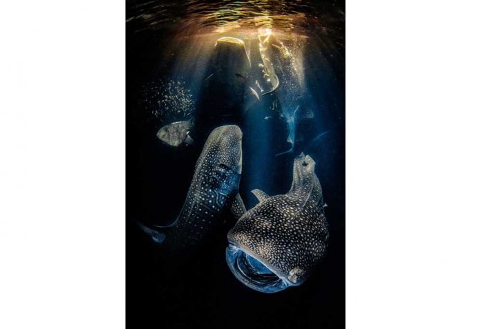 underwater-photograph-er-of-the-year-2022