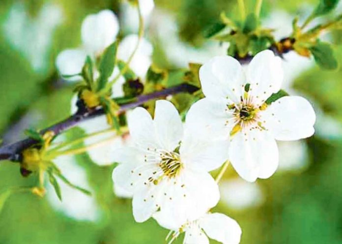 bahar-spring-flower